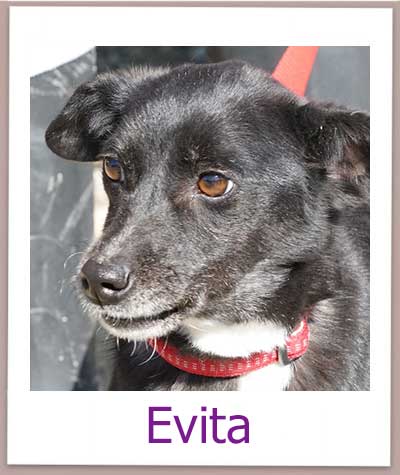 Evita Tierschutz Zypern Hund prof