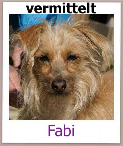 Fabi Tierschutz Zypern Hund vermittelt 1
