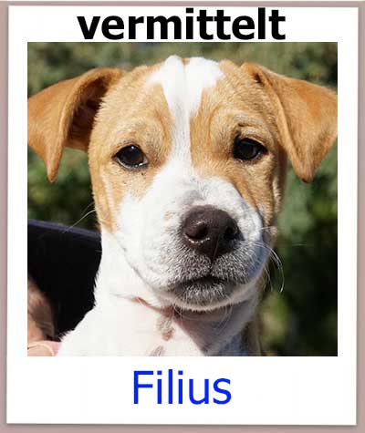 Filius aus dem Tierheim auf Zypern hat seine Familie in Deutschland gefunden.