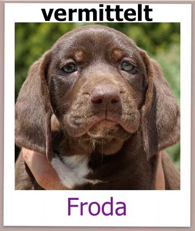 Pointer Mix Welpe auf Zypern sucht eine Familie.