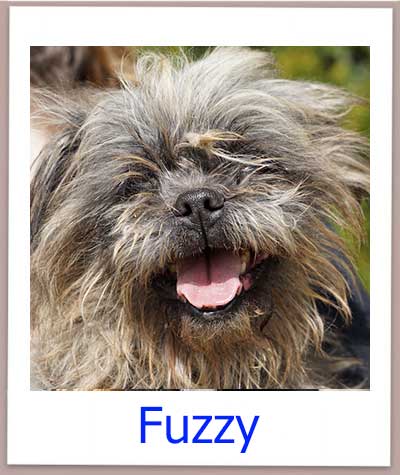 Mischlingsrüde Fuzzy aus Zypern sucht seine Familie.