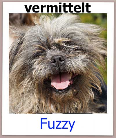 Fuzzy hat sein Zuhause in Deutschland gefunden.