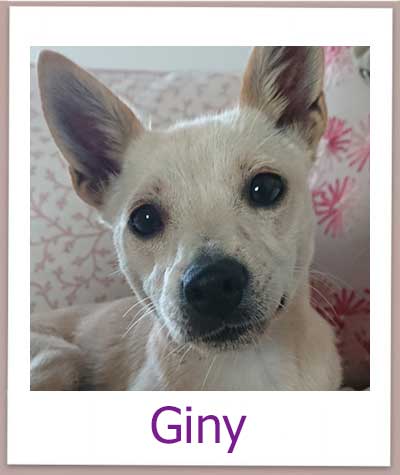 Giny aus dem Tierschutz sucht eine Familie.