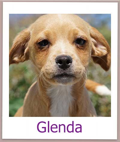 Glenda aus dem Tierschutz auf Zypern hat ihre Familie gefunden.
