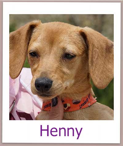 Henny Tierschutz Zypern Hund prof