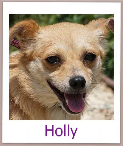 Holly Tierschutz Zypern Hund prof