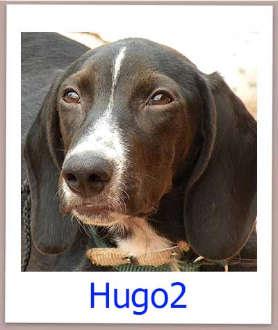 Hugo2 Tierschutz Zypern Hund prof 1