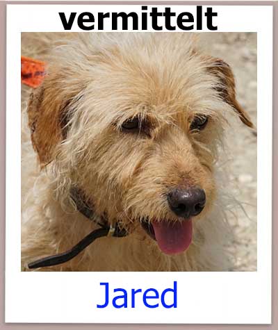 Terrier Rüde wurde in Nicosia gefunden und ins Tierheim auf Zypern gebracht.