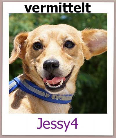 Jessy wurde von Tierschützern aus schlechter Haltung gerettet.