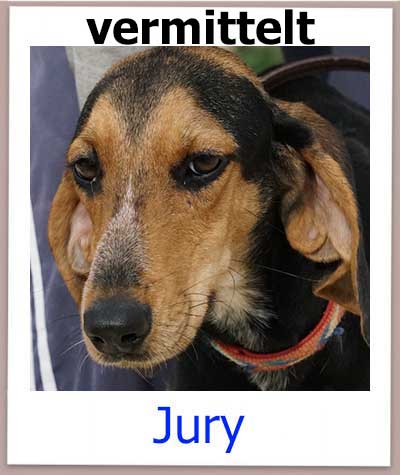 Jury Tierschutz Zypern Hund vermittelt