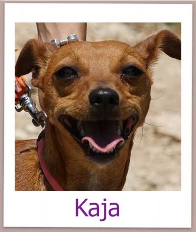 Kaja Tierschutz Zypern Hund prof