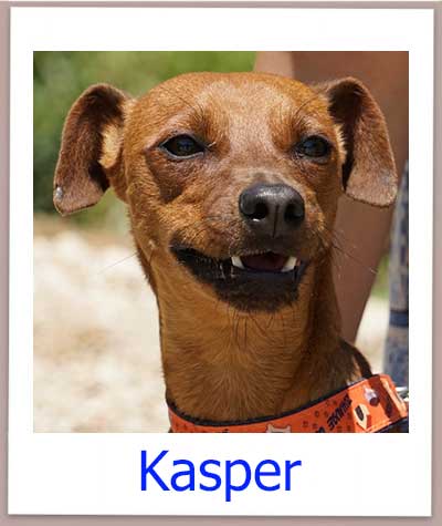 Kasper hat sein Frauchen verloren.