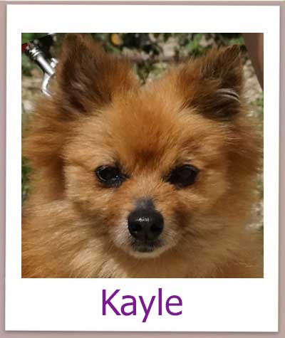 Kayle Tierschutz Zypern Hund prof 1