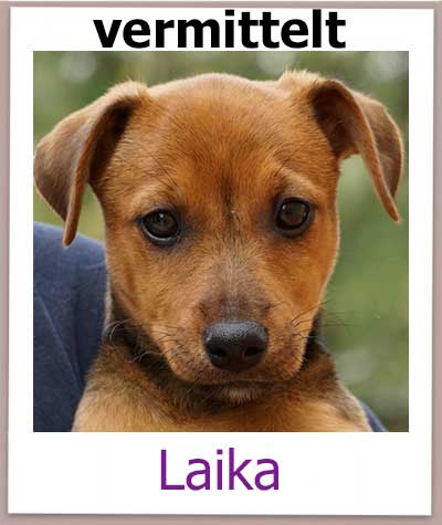 Laika ist eine Mischlingshündin aus dem Tierschutz auf Zypern.