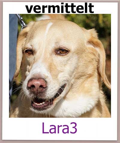Lara3 Tierschutz Zypern Hund vermittelt