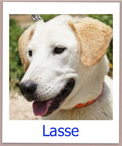 Labradormischling Lasse aus dem Tierschutz auf Zypern sucht eine Familie.