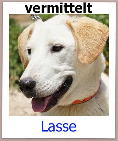 Labrador Mischling aus dem Ausland sucht ein Zuhause.