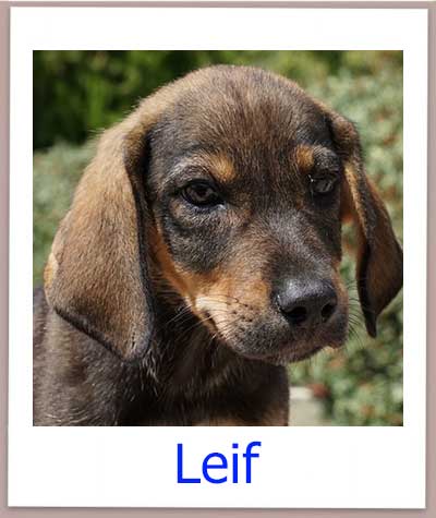 Leif Tierschutz Zypern Hund prf