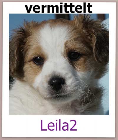 Die Tierschutzhündin Leila2 hat ein Zuahuse auf Zypern.