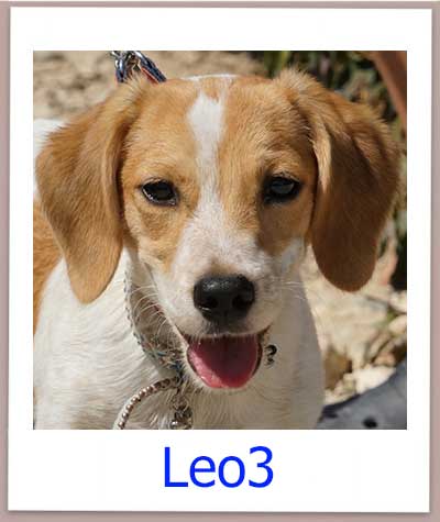 Leo3 Tierschutz Zypern Hund prof