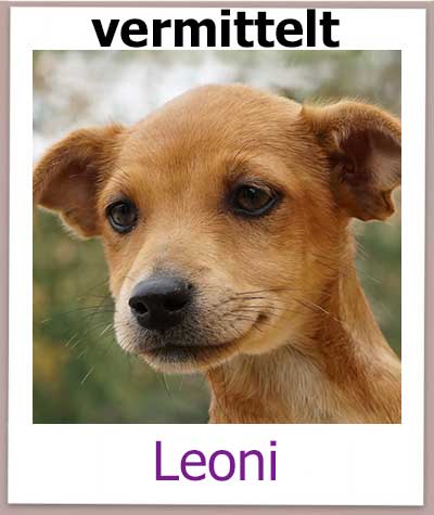Welpe Leoni kommt aus dem Tierschutz aus Zypern.