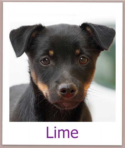 Lime sucht eine liebevolle Familie.