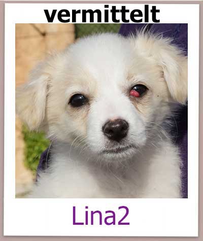 Welpe Lina aus Zypern aus dem Auslandstierheim sucht ein Zuhause.