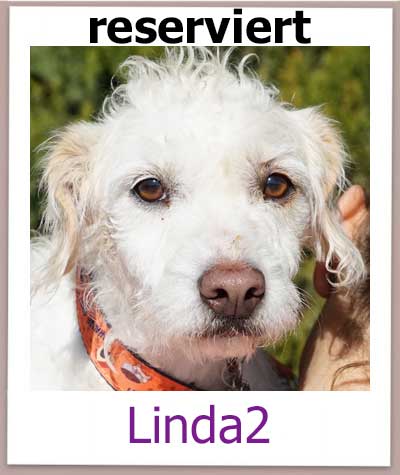 Linda2 aus dem Tierschutz auf Zypern ist für ihre Familie reserviert.