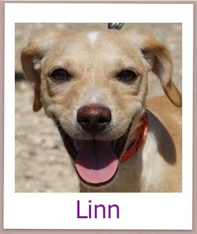 Linn Tierschutz Zypern Hund prof 1