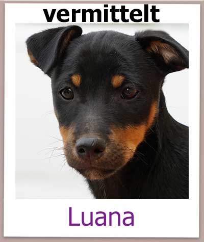 Luana kommt aus dem Tierschutz aus Zypern.