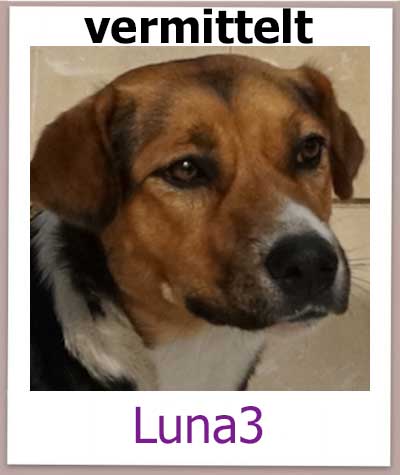 Beagle Mischlings Hündin aus dem griechischen Zypern sucht ein Zuhause.