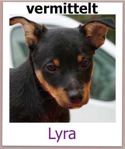 Lyra aus dem Tierschutz aus Zypern hat ihre Familie.