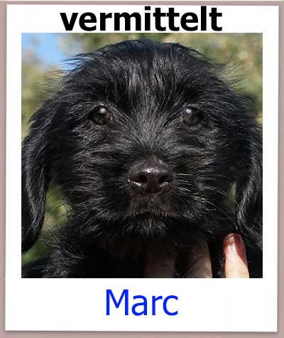 Welpe Marc aus dem Tierschutz Zypern sucht ein Zuhause.