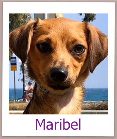 Hündin Maribel aus Zypern sucht eine Familie.