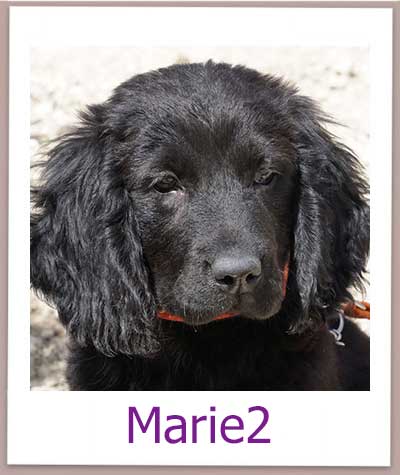 Welpe Marie2 aus dem Tierschutz auf Zypern sucht ihre Familie.