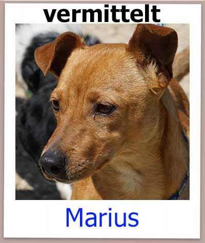 Pinscher Mischling im Tierheim auf Zypern sucht ein Zuhause.