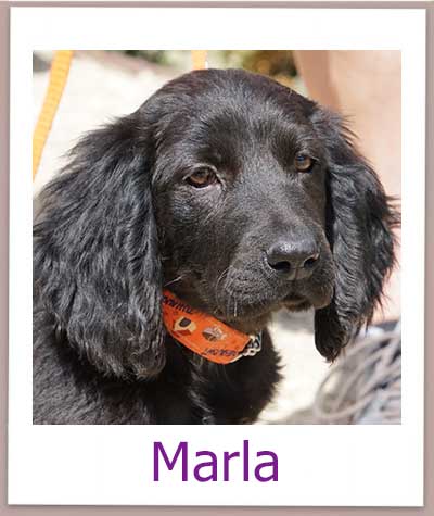 Welpe Marla sucht eine Familie.