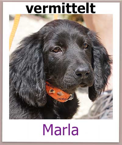 Marla Tierschutz Zypern Hund vermittelt