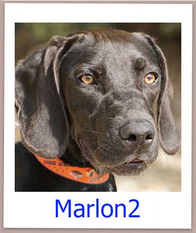 Marlon Tierschutz Zypern Hund prof