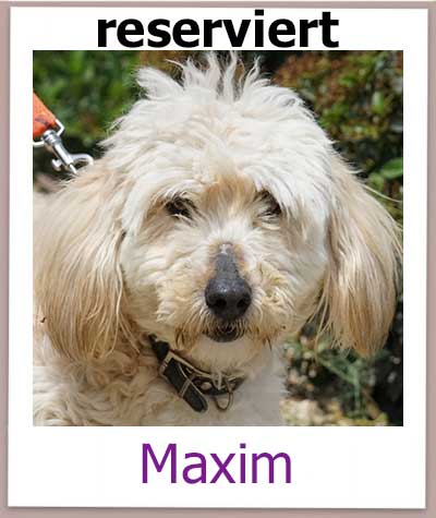 Maxim Tierschutz Zypern Hund res