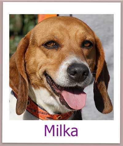 Milka Tierschutz Zypern Hund prof
