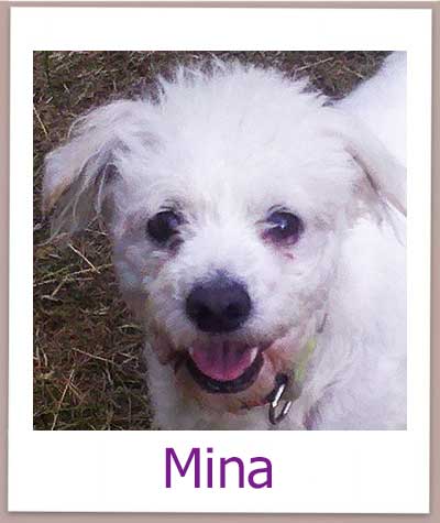 Mina Tierschutz Zypern Hund prof 1