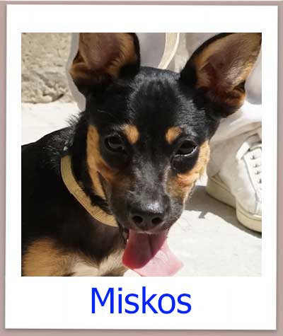 Miskos Tierschutz Zypern Hund prof