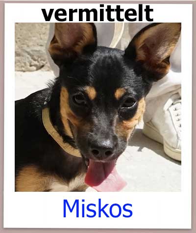 Miskos aus dem Tierschutz hat seine Familie in Deutschland gefunden.