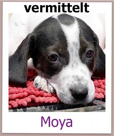 Beagle Pointer Mischlings Welpe aus dem Auslandstierschutz auf Zypern.