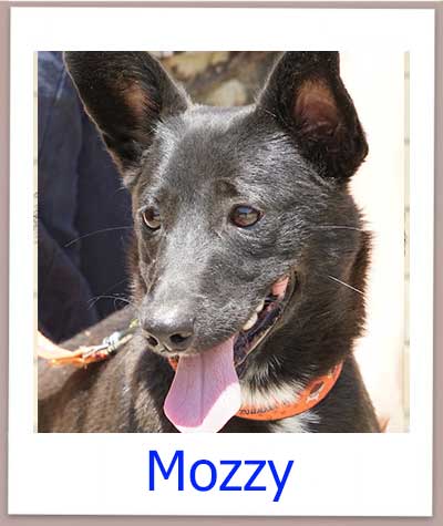 Mozzy aus dem Tierheim auf Zypern sucht eine Familie.