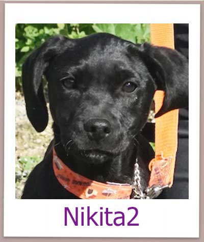 Nikita2 Tierschutz Zypern Hund prof 1