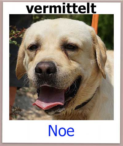 Labrador mit Hüftproblemen im Tierheim auf Zypern sucht ein Zuhause.