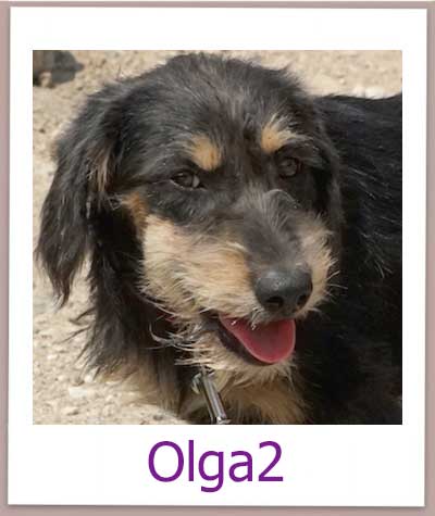 Olga2 Tierschutz Zypern Hund prof