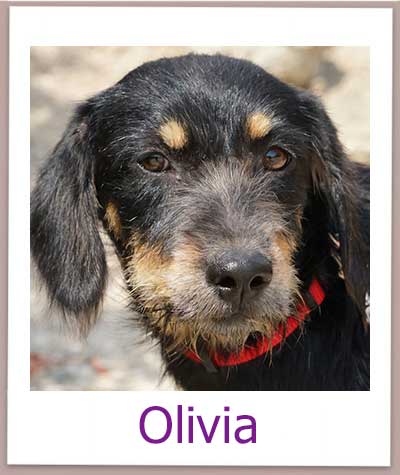 Olivia Tierschutz Zypern Hund prof